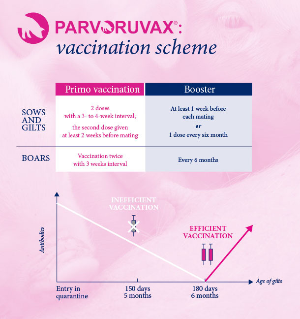 VACCINATION SCHEME