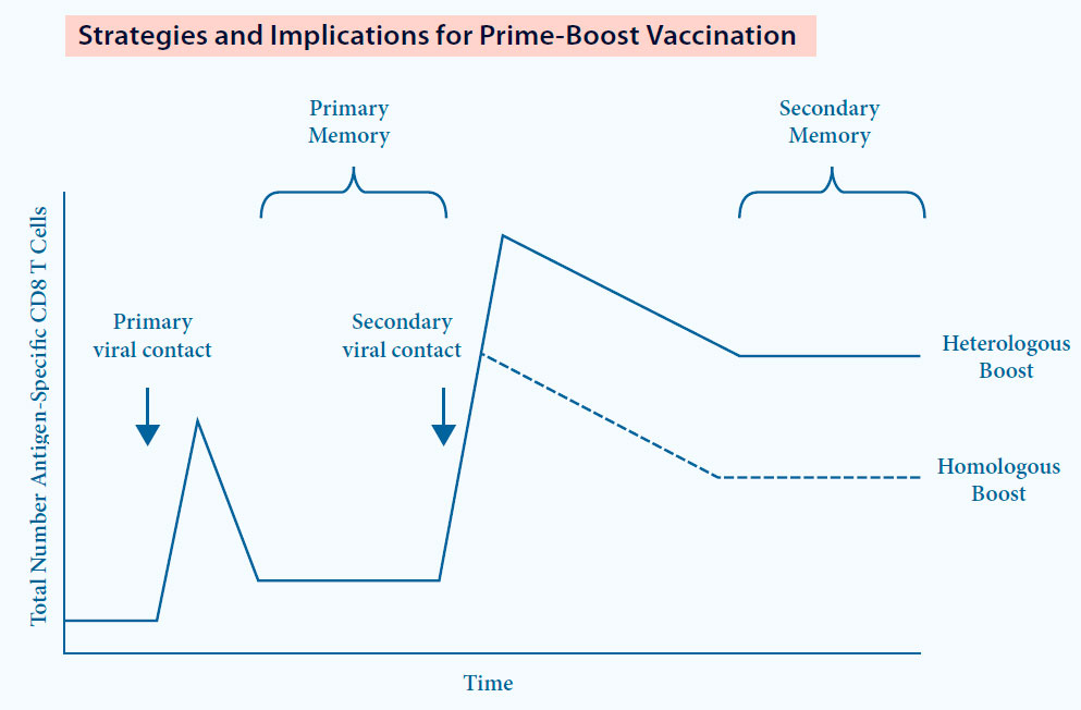 DTPB can be more immunogenic compared to Homologous Prime Boost