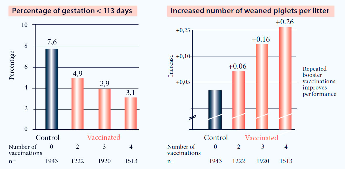 Vaccination with Progressis in PRRS positive farms increases reproductive performance