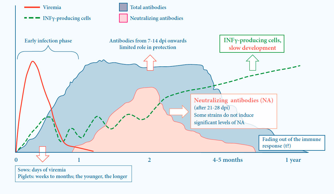 Viral and immunological dynamics after PRRS infection