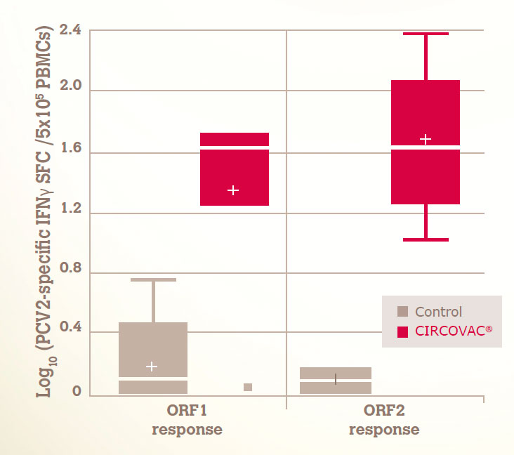 A STRONG CMI RESPONSE AGAINST BOTH ORF1 & ORF2 PROTEINS