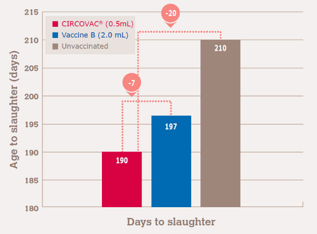 Circovac decreases time to slaughter