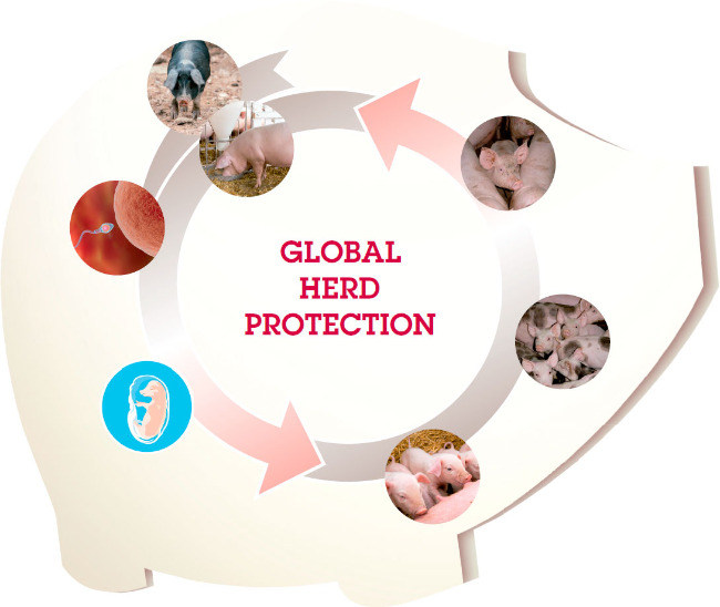 GLOBAL HERD PROTECTION