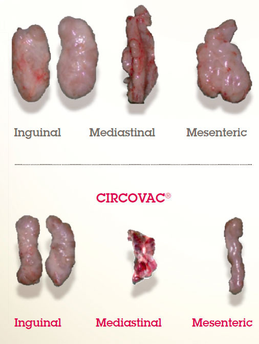 lymphoid lesions