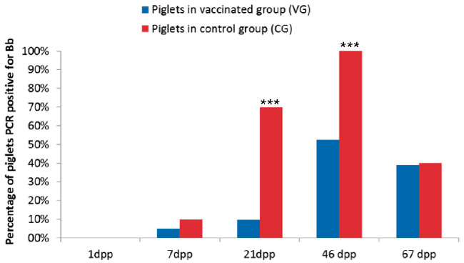 Figure 1: Percentage of piglets PCR positive for Bordetella bronchispetica in the group of piglets from vaccinated sows (blue bars) and unvaccinated sows (red bars).
