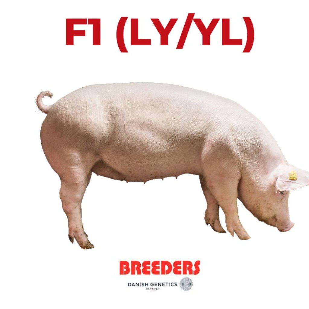 Danish Hybrid (LY/YL)