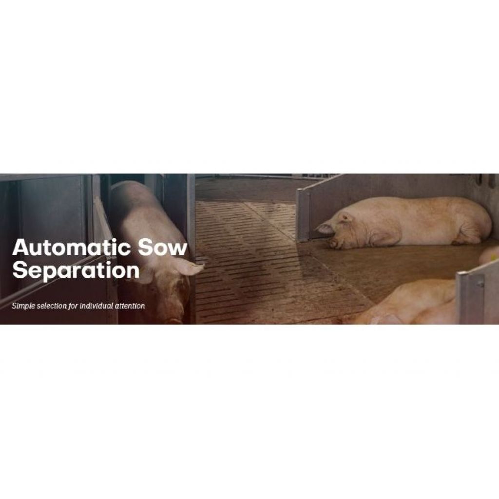 Automatic Sow Separation