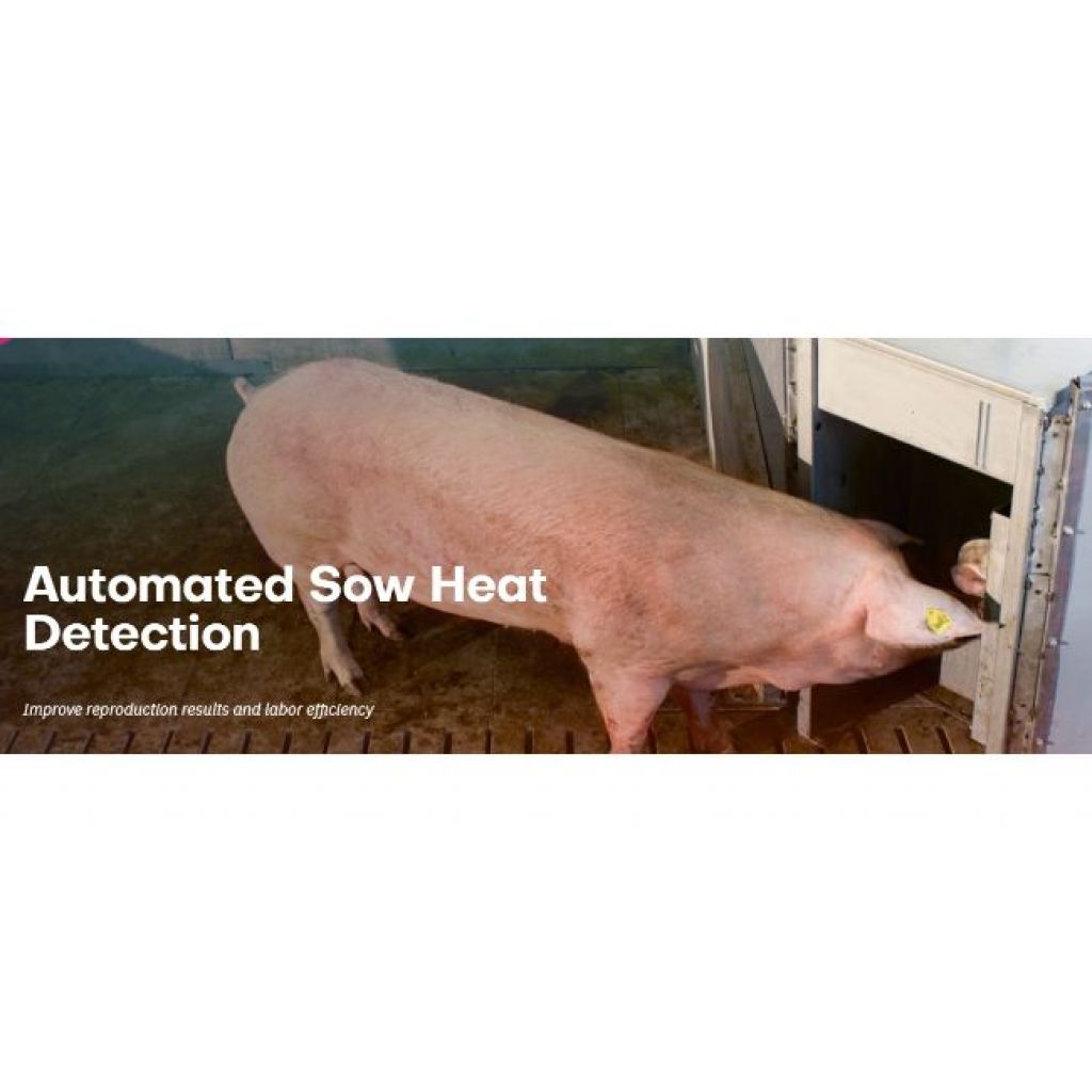 Automated Sow Heat Detection