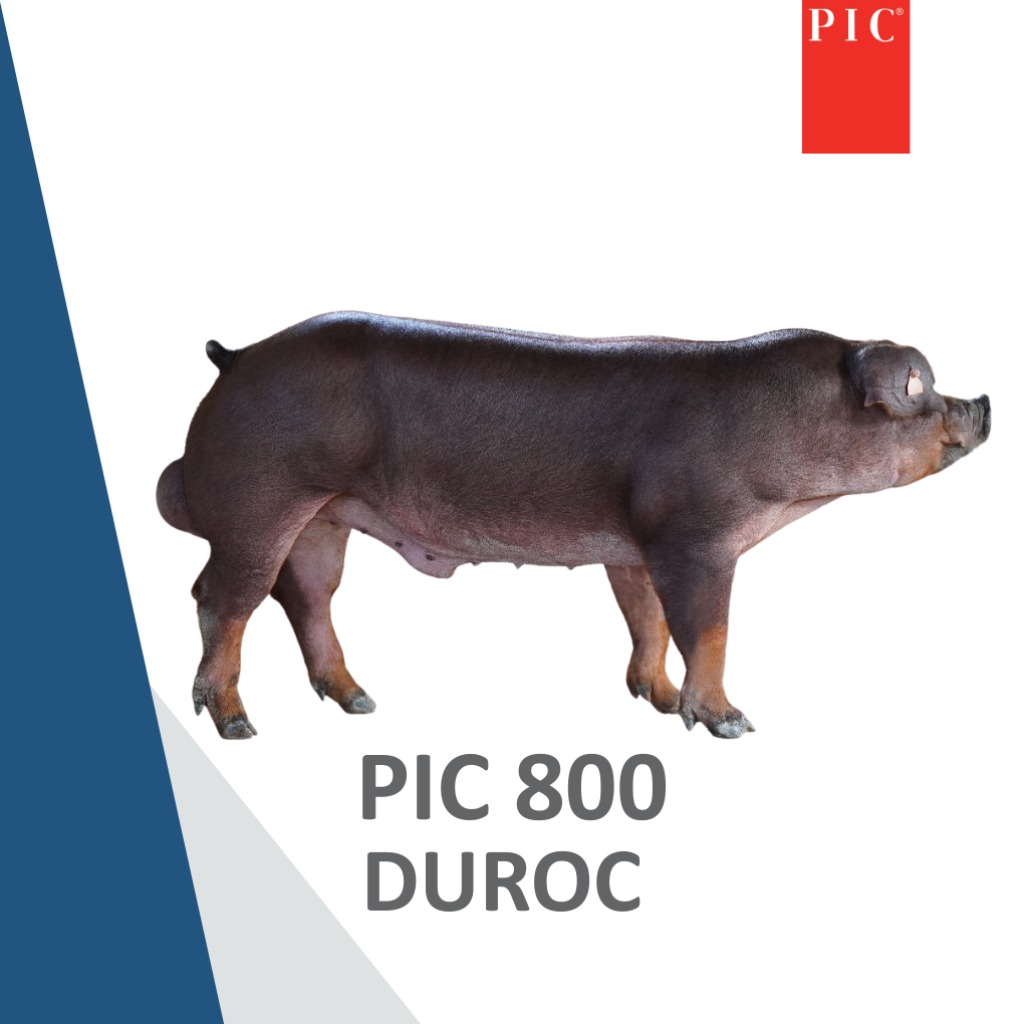 PIC 800 - Duroc
