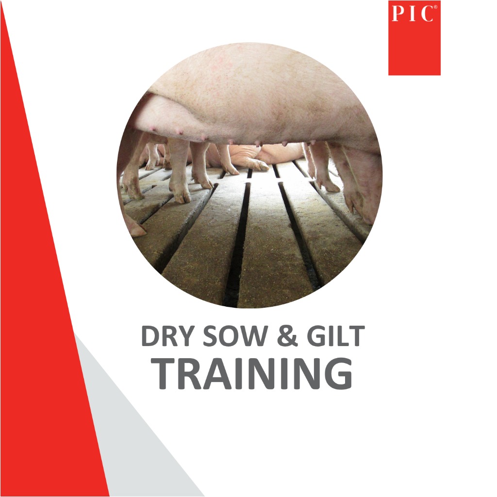 ONLINE Dry sow & Gilt Training - 10 Sep 2025