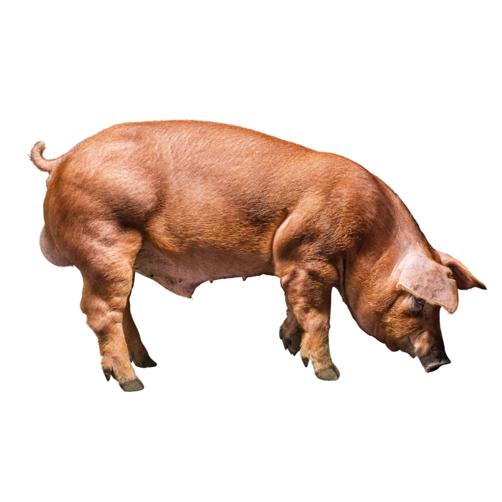 Danish Duroc