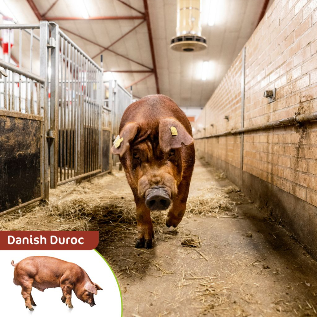 Danish Duroc