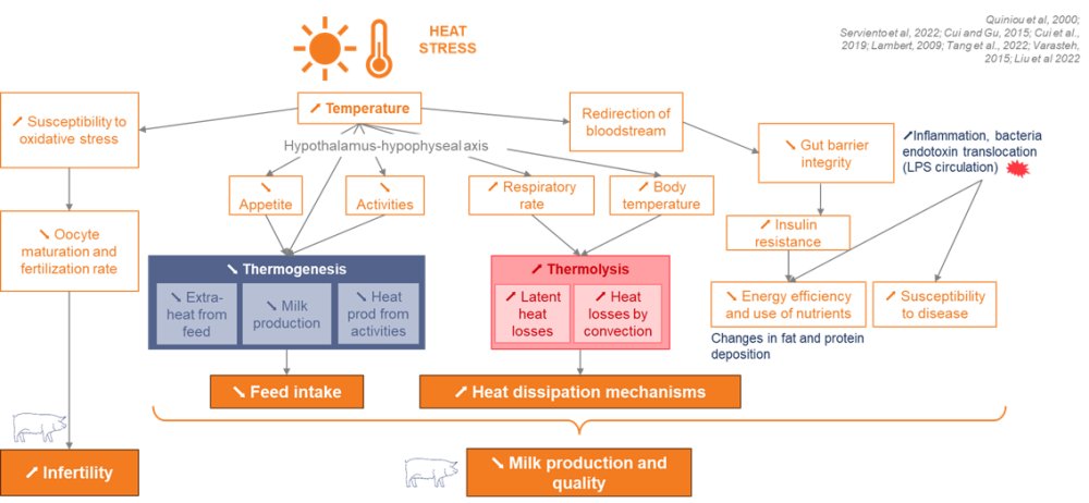 Figure 1 - Physiological consequences of heat stress on sows.