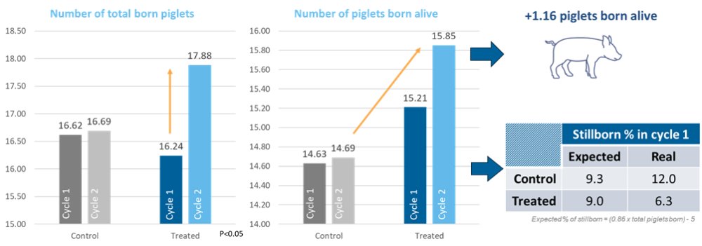 Figure 3 - Trial results – Litter performance during cycle 1 and cycle 2 in the control and treated groups. Commercial farm, The Netherlands.