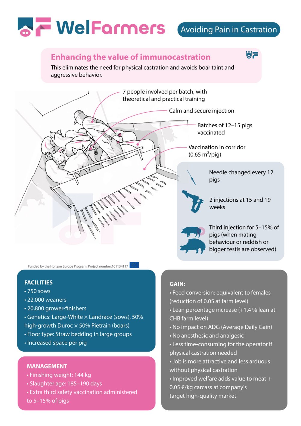 Infographics: Enhancing the value of immunocastration for 144 kg pigs