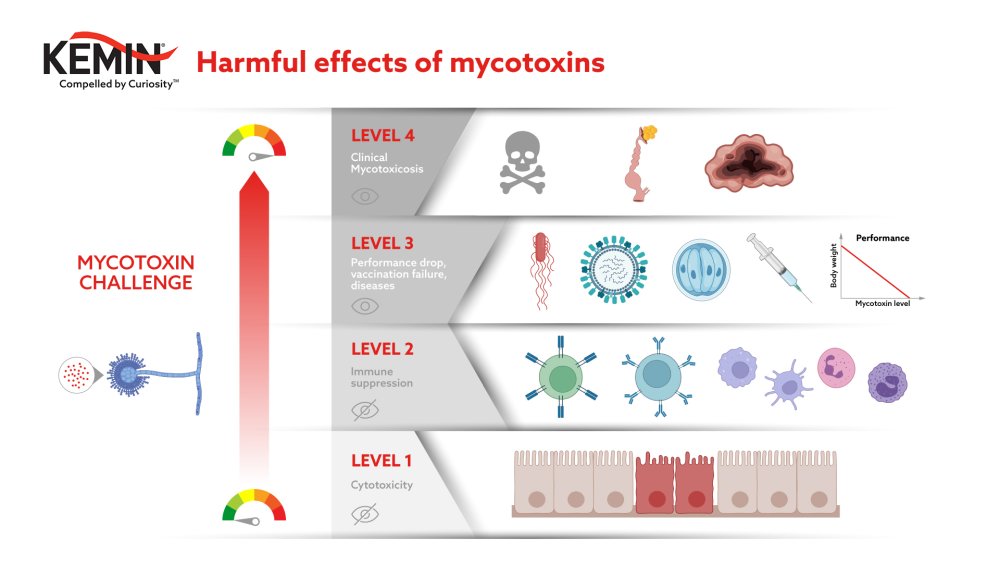 Harmful effects of mycotoxins - Kemin Toxfin