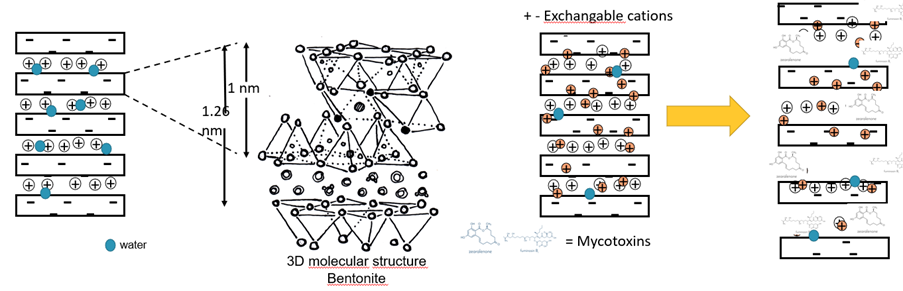 Bentonite_Figure 3: Mode of action of bentonite binding to polar mycotoxins (AFLA)