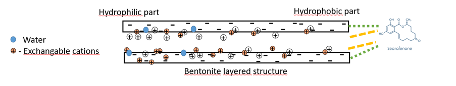 Bentonite_Figure 4: Mode of action of bentonite to non-polar mycotoxins (ZEA)