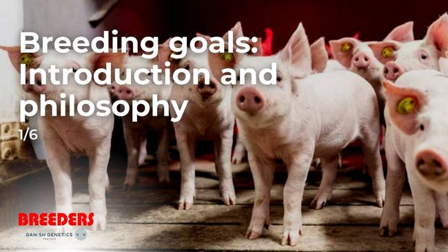 Breeding goals (1/6): Introduction and philosophy - Breeders of Denmark A/S  - Danish Genetics Partner - 333's Business directory & guide - pig333, pig  to pork community