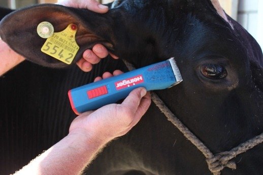 Clipper Heiniger Saphir, cordless battery. Bovine (12) Clipper Heiniger Saphir, cordless battery. Bovine (12)