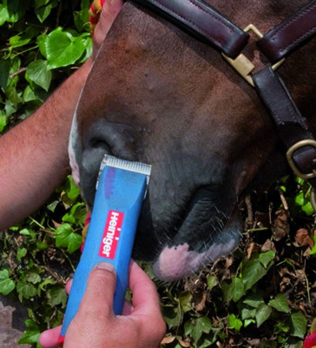 Clipper Heiniger Saphir, cordless battery. Bovine (5) Clipper Heiniger Saphir, cordless battery. Bovine (5)