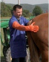 Examination - Insemination gloves, long, 100 pcs (3) Examination - Insemination gloves, long, 100 pcs (3)