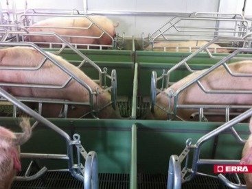 Farrowing crate (9) Farrowing crate (9)