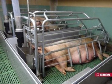 Farrowing crate (4) Farrowing crate (4)