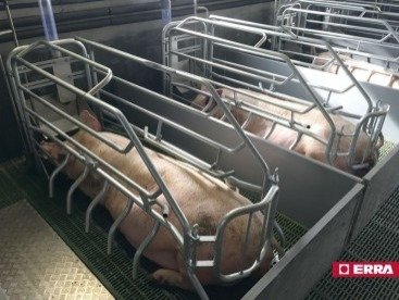 Farrowing crate (16) Farrowing crate (16)