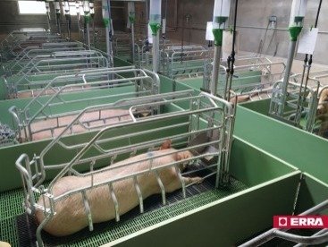 Farrowing crate (14) Farrowing crate (14)
