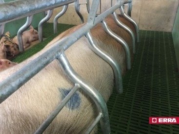 Farrowing crate (13) Farrowing crate (13)