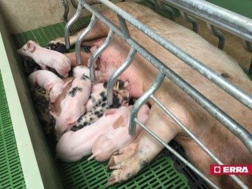 Farrowing crate (11) Farrowing crate (11)