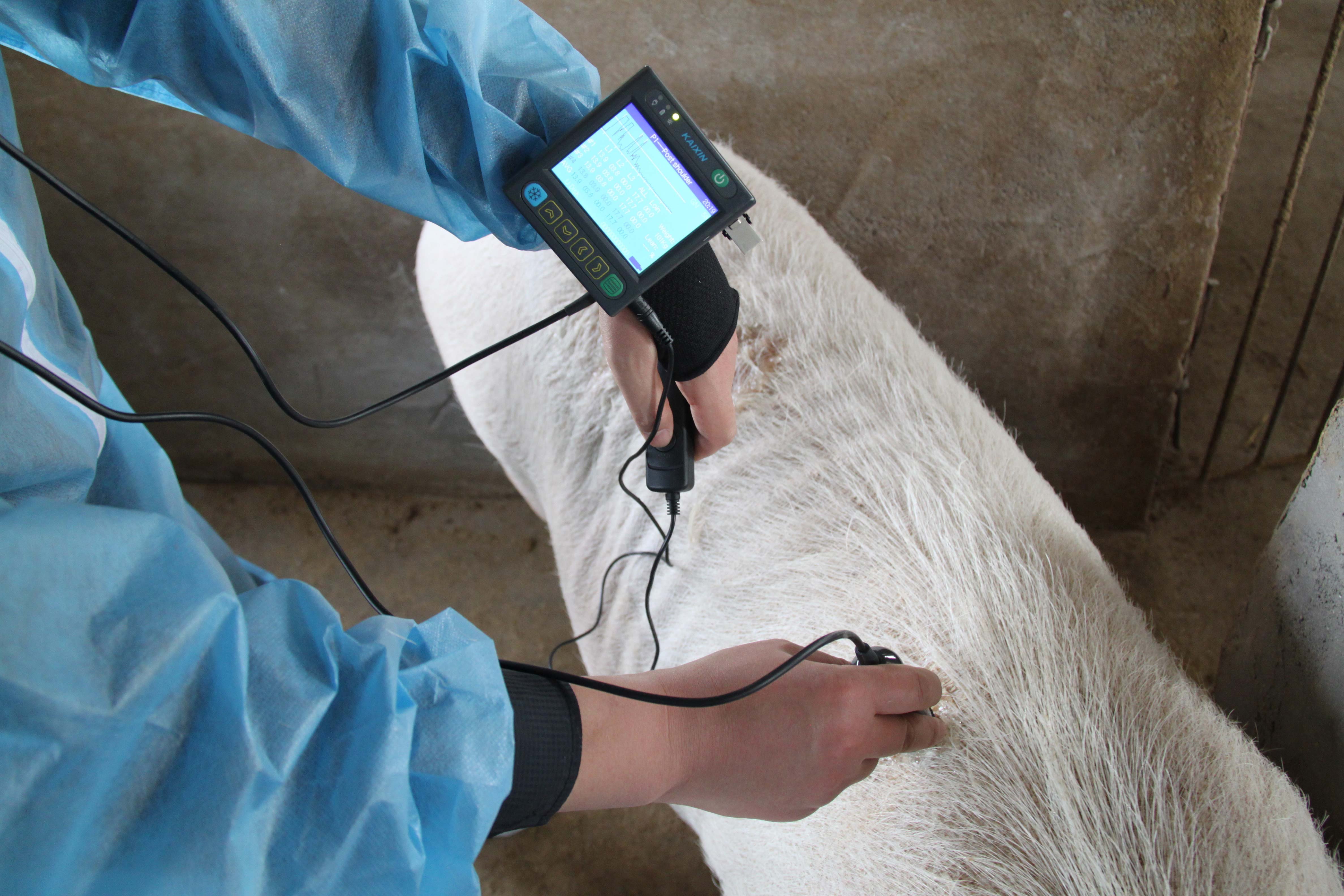 Ultrasound - Backfat MSU3 3,5 MHz (2) Ultrasound - Backfat MSU3 3,5 MHz (2)
