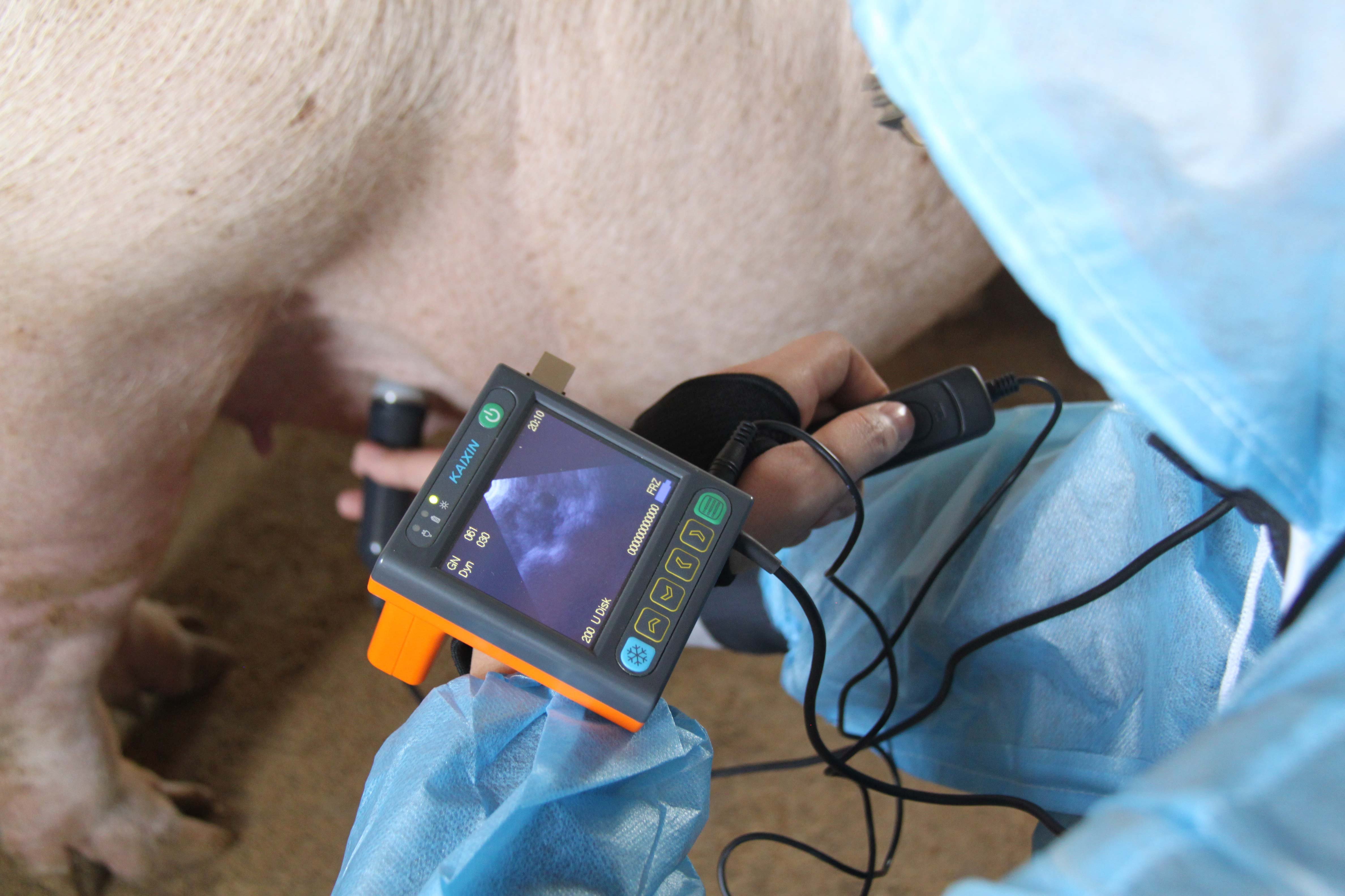 Ultrasound - Backfat MSU3 3,5 MHz (3) Ultrasound - Backfat MSU3 3,5 MHz (3)