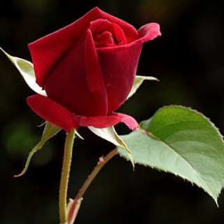 Annette Petra  Fuchs