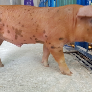 jesus     herrea herrera