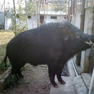 伟 宋